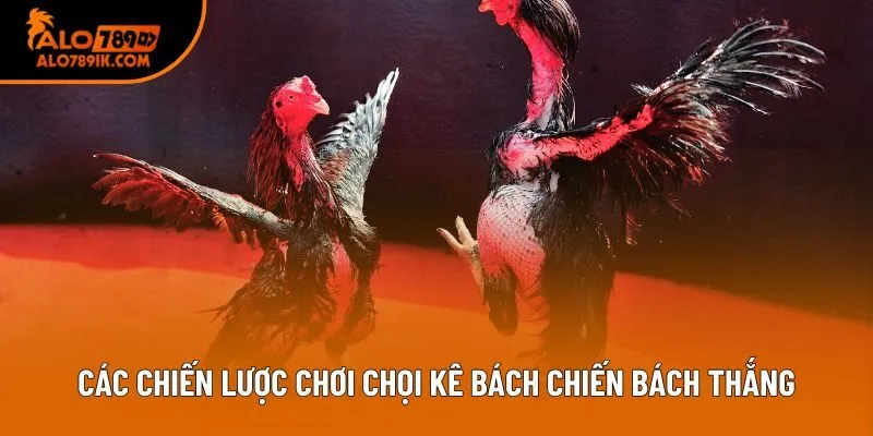 Các chiến lược chơi chọi kê bách chiến bách thắng Các chiến lược chơi chọi kê bách chiến bách thắng