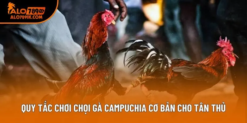Quy tắc chơi chọi gà Campuchia cơ bản cho tân thủ Quy tắc chơi chọi gà Campuchia cơ bản cho tân thủ